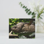 Carte Postale Furcifer oustaleti (Debout devant)