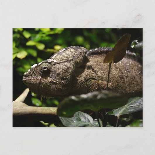 Carte Postale Furcifer oustaleti (Devant)