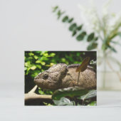 Carte Postale Furcifer oustaleti (Debout devant)