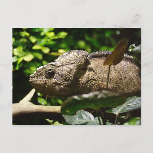 Carte Postale Furcifer oustaleti (Devant)