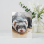 Carte Postale Furet adorable de sable (Debout devant)
