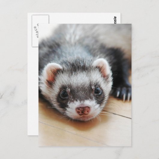 Carte Postale Furet adorable de sable (Devant / Derrière)