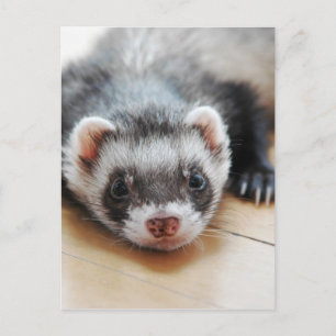 Carte Postale Furet adorable de sable