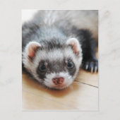 Carte Postale Furet adorable de sable (Devant)