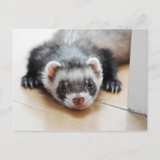 Carte Postale Furet noir adorable