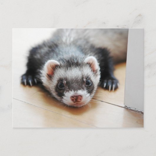 Carte Postale Furet noir adorable (Devant)