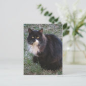 Carte Postale Furry Tuxedo (Debout devant)