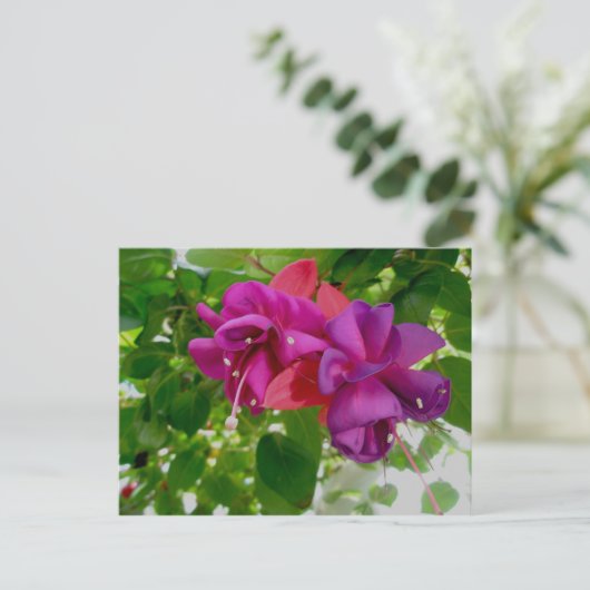 Carte postale Fuschia (Debout devant)