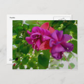 Carte postale Fuschia (Devant / Derrière)