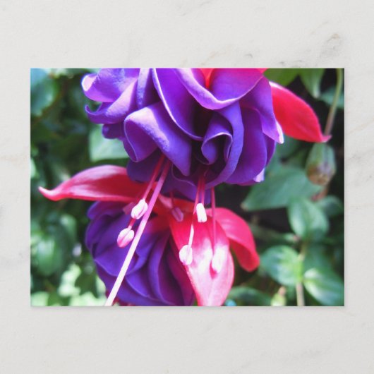 Carte Postale Fuschia 1 (Devant)
