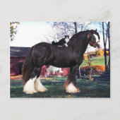 Carte postale "Fuzzer Ride Again" (Devant)