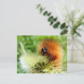Carte Postale Fuzzy Caterpillar (Debout devant)
