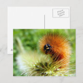 Carte Postale Fuzzy Caterpillar (Devant / Derrière)
