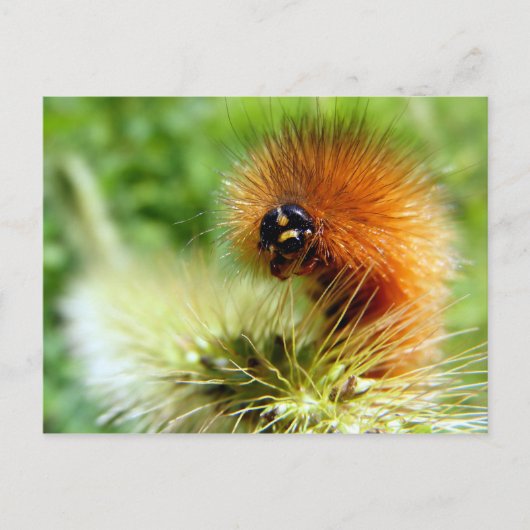 Carte Postale Fuzzy Caterpillar (Devant)