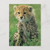 Carte Postale Fuzzy Cheetah Cub (Devant)