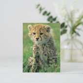 Carte Postale Fuzzy Cheetah Cub (Debout devant)