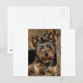Carte Postale Fuzzy Face Yorkshire Terrier (Devant / Derrière)