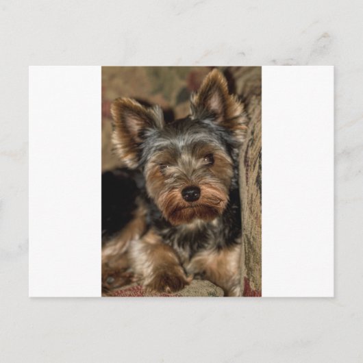 Carte Postale Fuzzy Face Yorkshire Terrier (Devant)