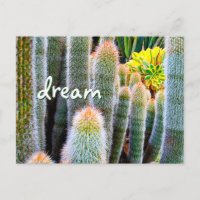 Fuzzy Green Cactus Photographie Dream Script Bold