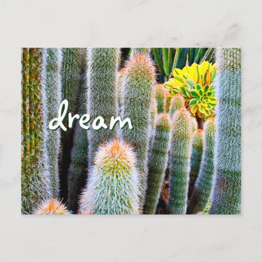 Carte Postale Fuzzy Green Cactus Photographie Dream Script Bold (Devant)