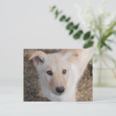 Carte Postale Fuzzy Puppy (Debout devant)