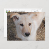 Carte Postale Fuzzy Puppy (Devant / Derrière)