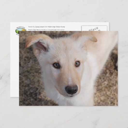 Carte Postale Fuzzy Puppy (Devant / Derrière)