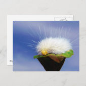 Carte Postale Fuzzy White Caterpillar (Devant / Derrière)