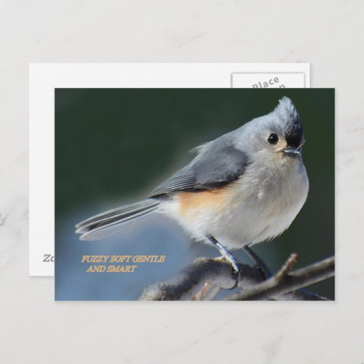 CARTE POSTALE FUZZZY DOUX ET INTELLIGENT (Devant / Derrière)