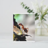 Carte Postale g (Debout devant)