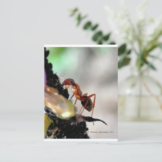 Carte Postale g (Debout devant)