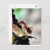 Carte Postale g (Devant / Derrière)