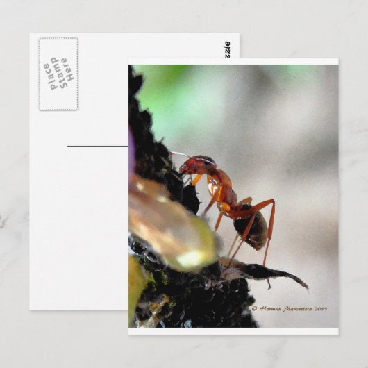 Carte Postale g (Devant / Derrière)