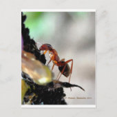 Carte Postale g (Devant)