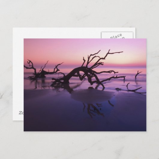 Carte Postale GA Jekyll Island, cimetière d'arbre sur la plage à (Devant / Derrière)