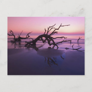 Carte Postale GA Jekyll Island, Cimetière d'arbres sur la plage