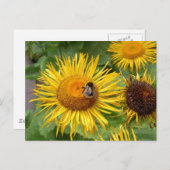 Carte Postale Gaffez l'abeille sur la marguerite jaune (Devant / Derrière)