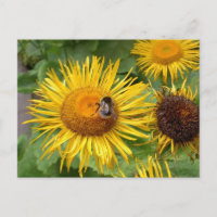 Gaffez l'abeille sur la marguerite jaune