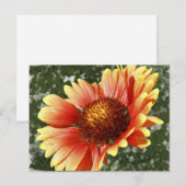 Carte Postale Gaillardia (Devant / Derrière)