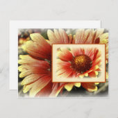 Carte Postale Gaillardia (Devant / Derrière)