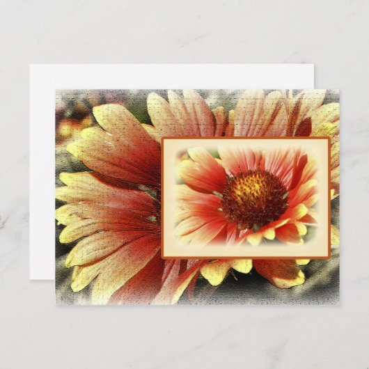 Carte Postale Gaillardia (Devant / Derrière)