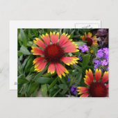 Carte postale Gaillardia (Devant / Derrière)