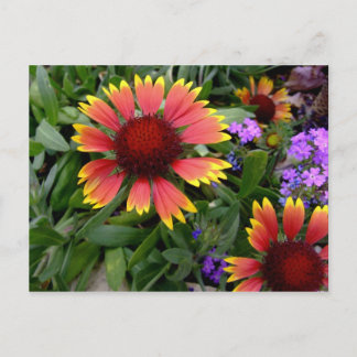Carte postale Gaillardia