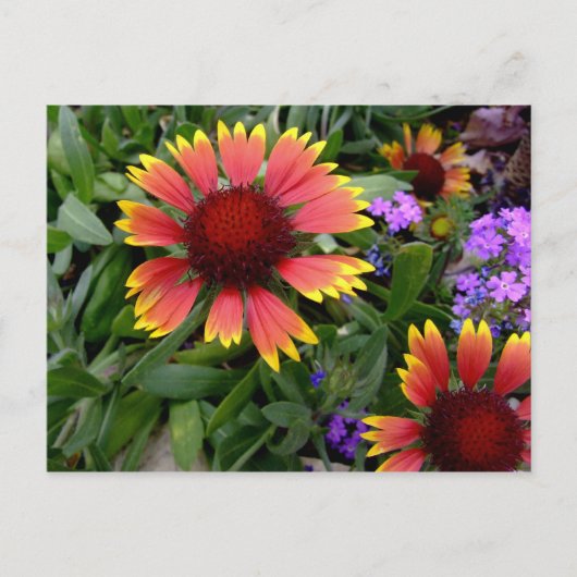 Carte postale Gaillardia (Devant)
