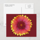 Carte Postale Gaillardia 1 (Devant / Derrière)