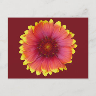 Carte Postale Gaillardia 1