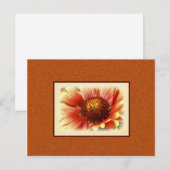 Carte Postale Gaillardia Dentée Sun Photographie Vous Manquez (Devant / Derrière)