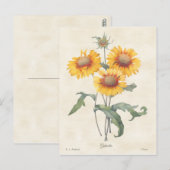 Carte Postale Gaillardia Vintage illustration botanique (Devant / Derrière)