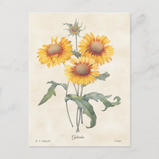 Carte Postale Gaillardia Vintage illustration botanique (Devant)