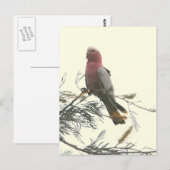 Carte Postale Galah (Devant / Derrière)